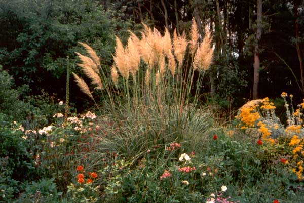 cortaderia cortaderia