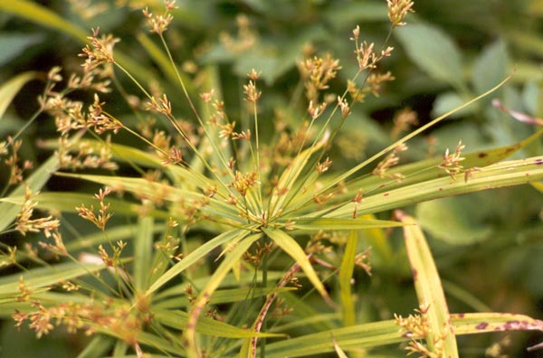 umbrella grass seed head umbrella grass seed head