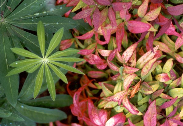 Nandina is a well behaved shrub and a great color contrast for neighbouring plants like the Lupins Nandina is a well behaved shrub and a great color contrast for neighbouring plants like the Lupins