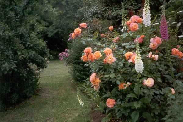 I like the colour combination of foxgloves and rose. I like the colour combination of foxgloves and rose.