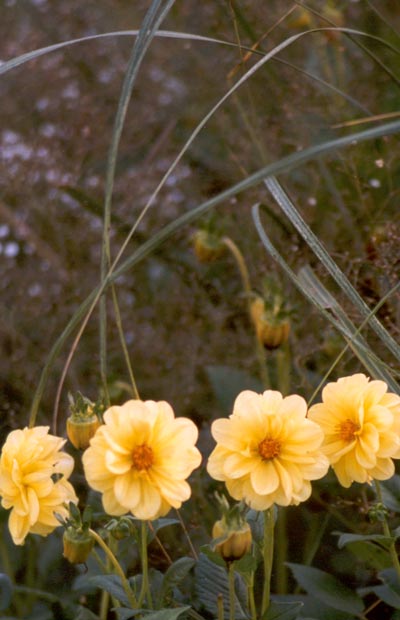 Dahlias grow so well in my garden. Dahlias grow so well in my garden.