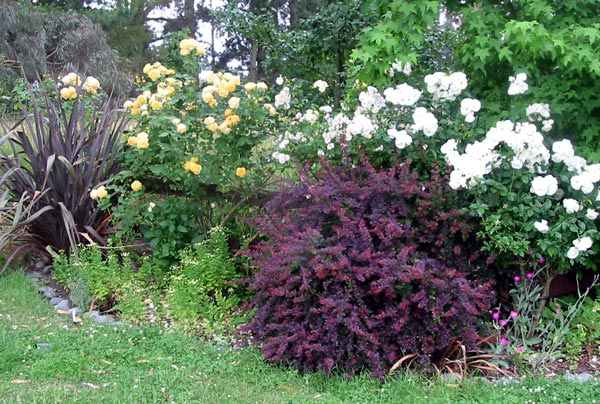 The top flax is a big bronze hybrid. The top flax is a big bronze hybrid.