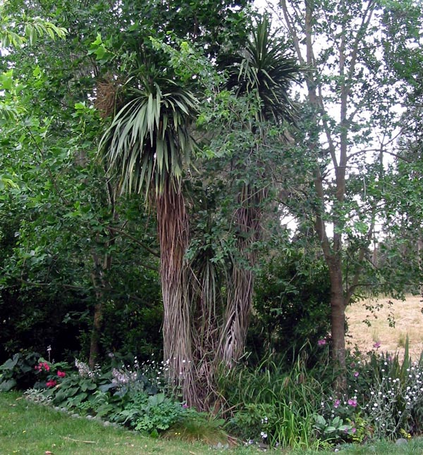 This tree has two trunks. This tree has two trunks.