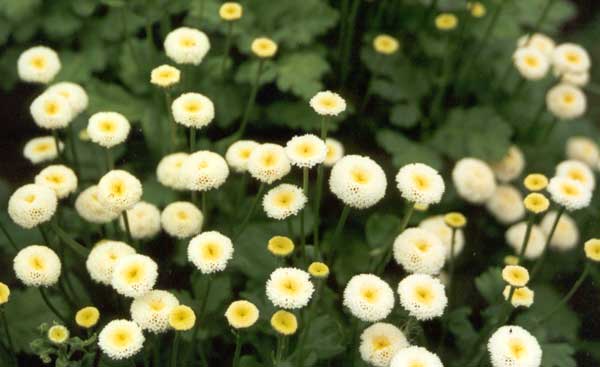 Their foliage is a pretty golden-green. Their foliage is a pretty golden-green.