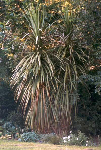 The first cordyline I ever planted in the garden. The first cordyline I ever planted in the garden.