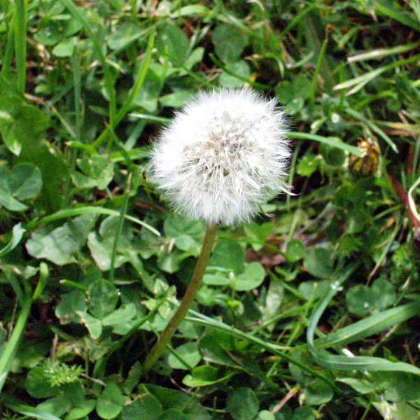 Soon the seeds will be blown everywhere. Soon the seeds will be blown everywhere.