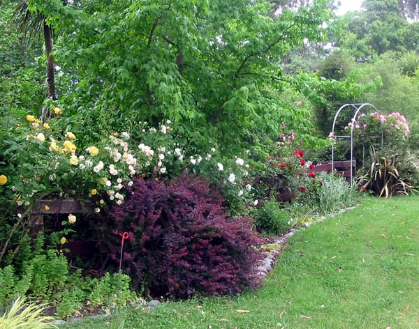 The fence has helped a lot to prop up the roses. The fence has helped a lot to prop up the roses.