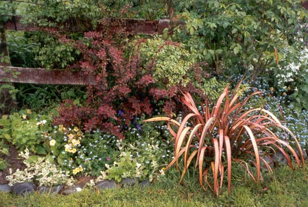 Small red flaxes are a repeating motif in the Moosey garden symphony. Small red flaxes are a repeating motif in the Moosey garden symphony.