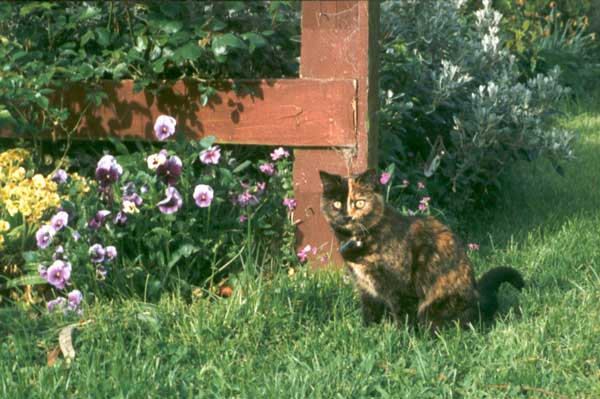 Mugsy the Cat Mugsy the Cat