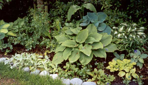 mixed hostas in the hosta garden mixed hostas in the hosta garden - 2000