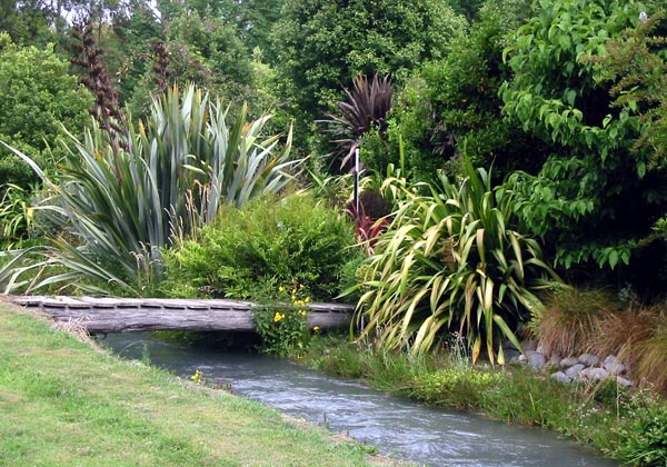 Spikes of flaxes and cordylines. Spikes of flaxes and cordylines.