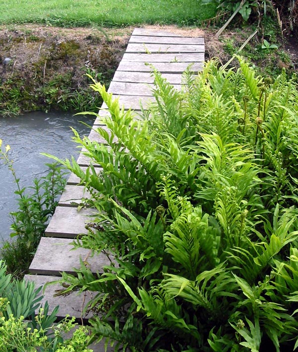 This bridge is now part of the main route to the Hazelnut Orchard paddock. This bridge is now part of the main route to the Hazelnut Orchard paddock.