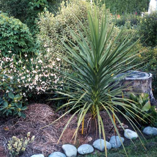 The cordyline in the front of the border is growing well. The cordyline in the front of the border is growing well.