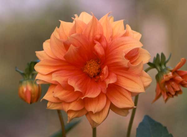 What a beautiful soft colour. What a beautiful soft colour.