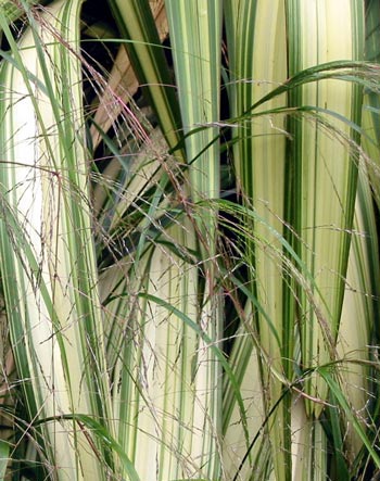 Different leaves from the same plant have quite different striped markings. Different leaves from the same plant have quite different striped markings.