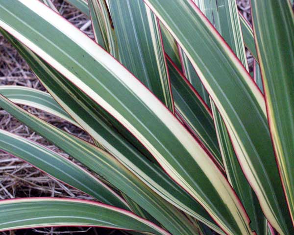 The stripes on the flax leaves are amazing close-up. The stripes on the flax leaves are amazing close-up.