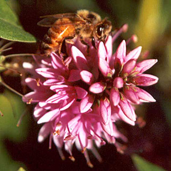  I love having bumble bees in the garden. 