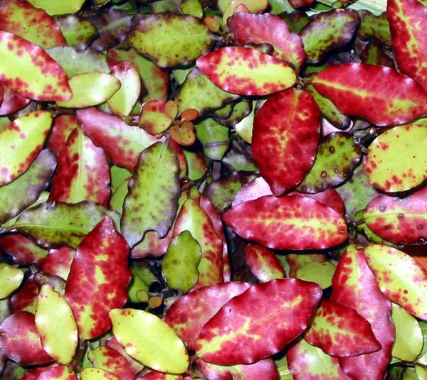 Horopito or Pseudowintera colorata. Horopito or Pseudowintera colorata.