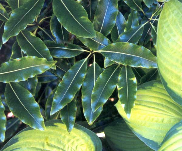 Lemonwoods can grow to 12 meters in height. Lemonwoods can grow to 12 meters in height.
