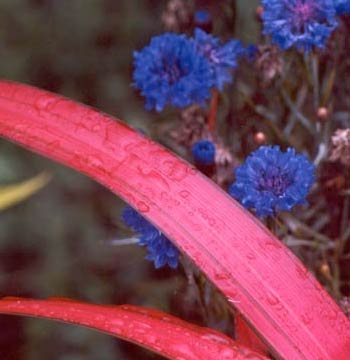 Some of its leaves are almost stripe-less. Some of its leaves are almost stripe-less.