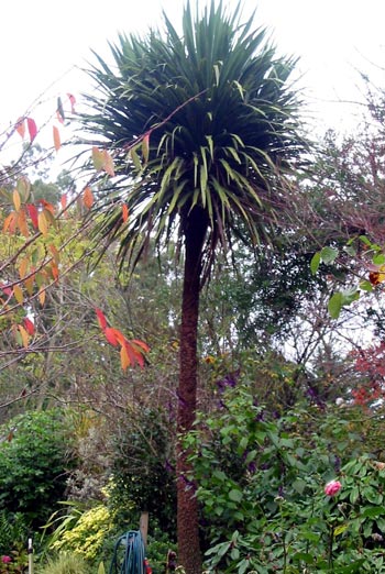 Another of the very first Cordylines planted at Mooseys. Another of the very first Cordylines planted at Mooseys.