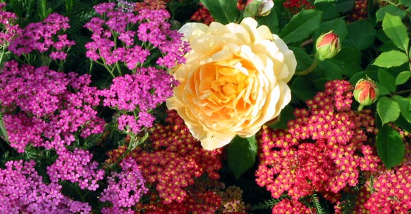 Growing among the roses. Growing among the roses.