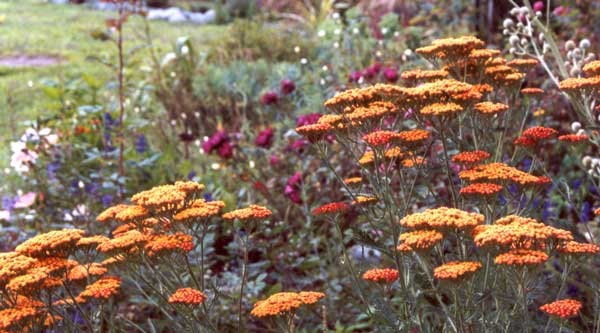 Achillea Feuerland. Achillea Feuerland.