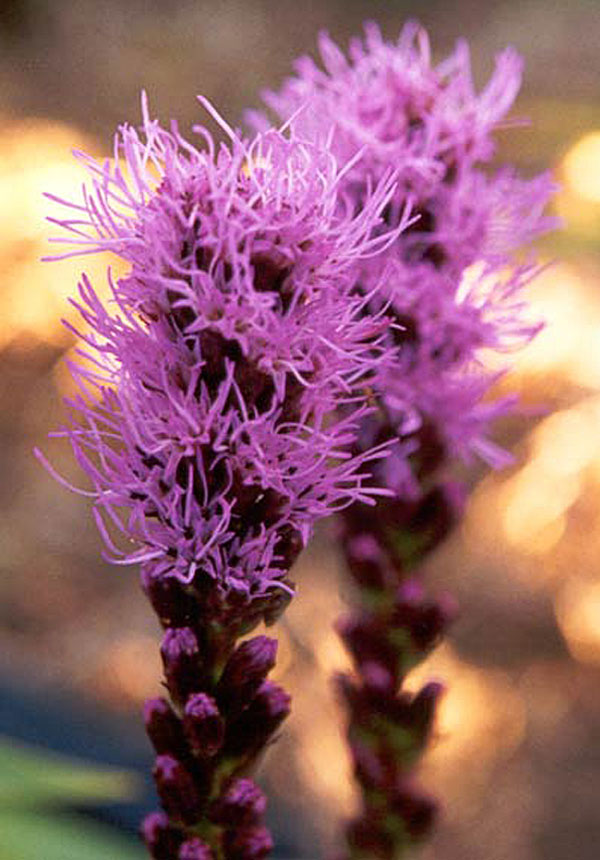 They are quite a harsh lilac -purple colour. They are quite a harsh lilac -purple colour.