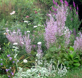  A beautiful light effect under the Elm Tree. 