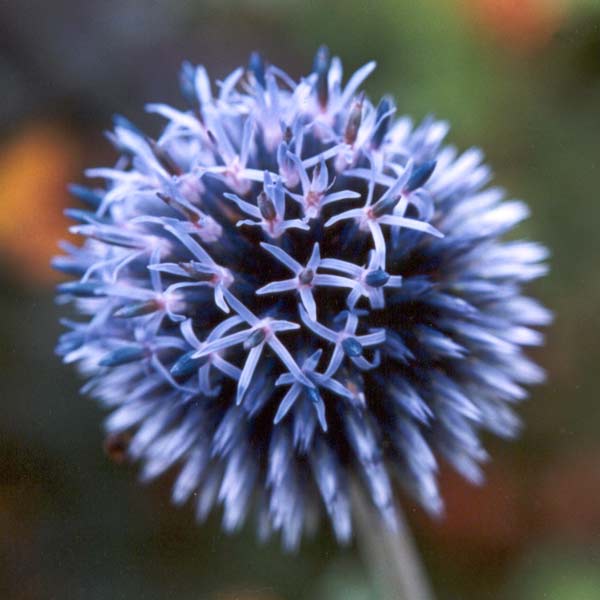 I think I'll try growing these from seed. I think I'll try growing these from seed.