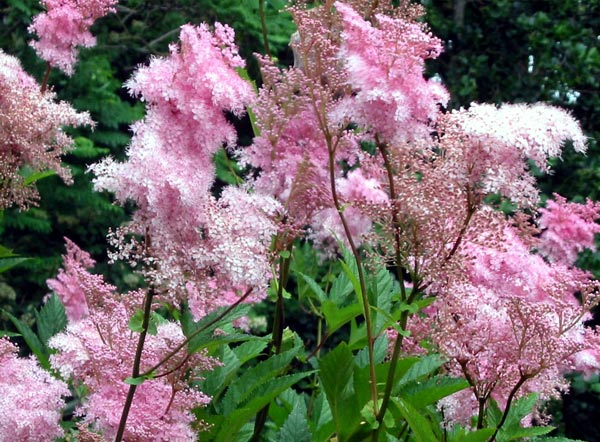 A great pondside planting if you've got room. A great pondside planting if you've got room.