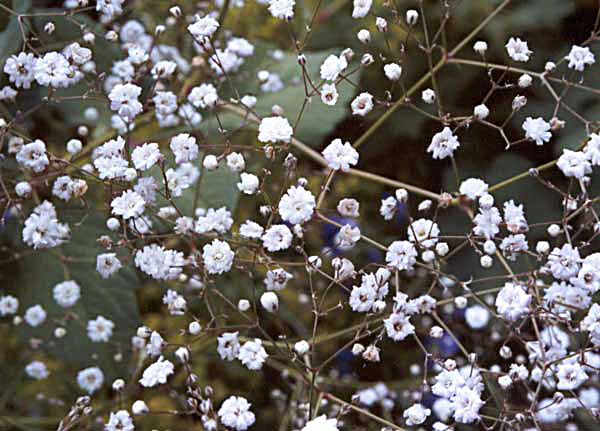 This was planted in the Dog-Path Garden. This was planted in the Dog-Path Garden.