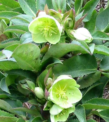 These are the tallest Hellebores I grow. These are the tallest Hellebores I grow.