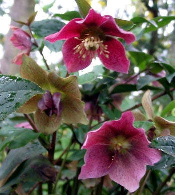 Beautiful colour for the winter garden. Beautiful colour for the winter garden.