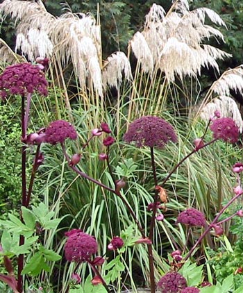 This is the Hen House garden with a Toe Toe in the background. This is the Hen House garden with a Toe Toe in the background.