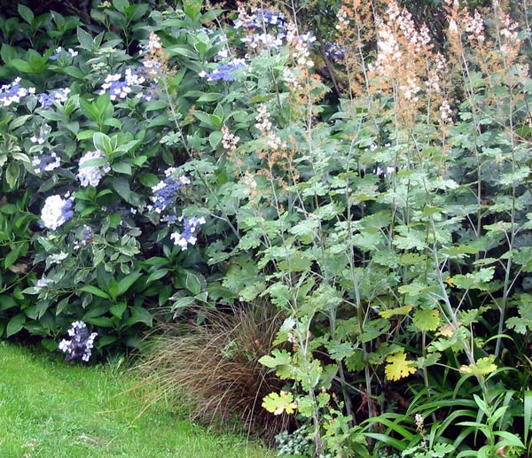  Planted next to Hydrangeas. 
