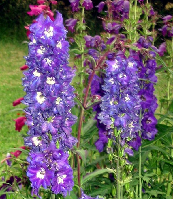 Medium height, and a clear blue colour. Medium height, and a clear blue colour.