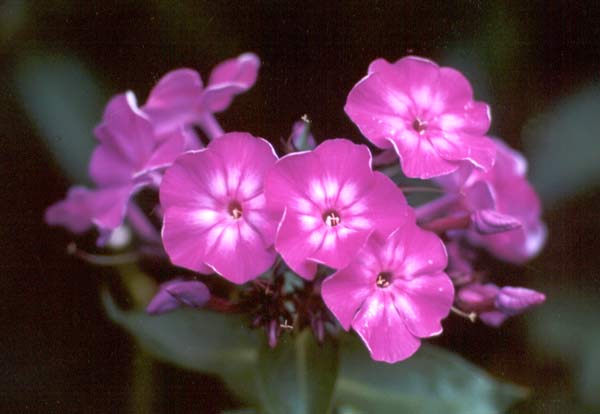 This variety has dark reddish green leaves. This variety has dark reddish green leaves.