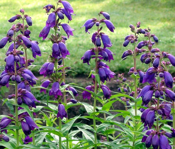 I guess the name 'Blue Passion' wouldn't be quite as exciting! I guess the name 'Blue Passion' wouldn't be quite as exciting!