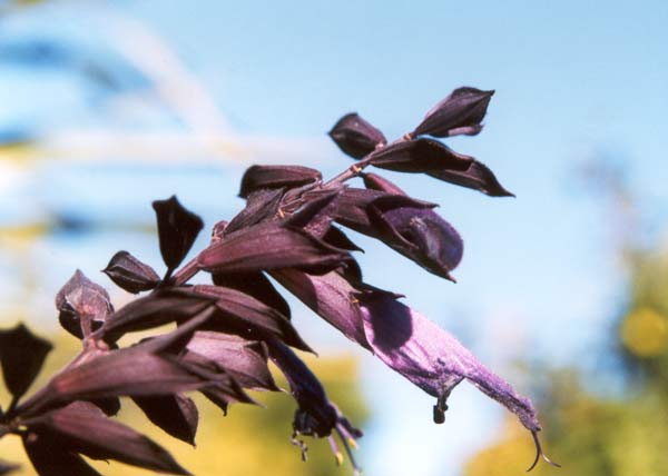 This Salvia grows quickly from mid summer on. This Salvia grows quickly from mid summer on.