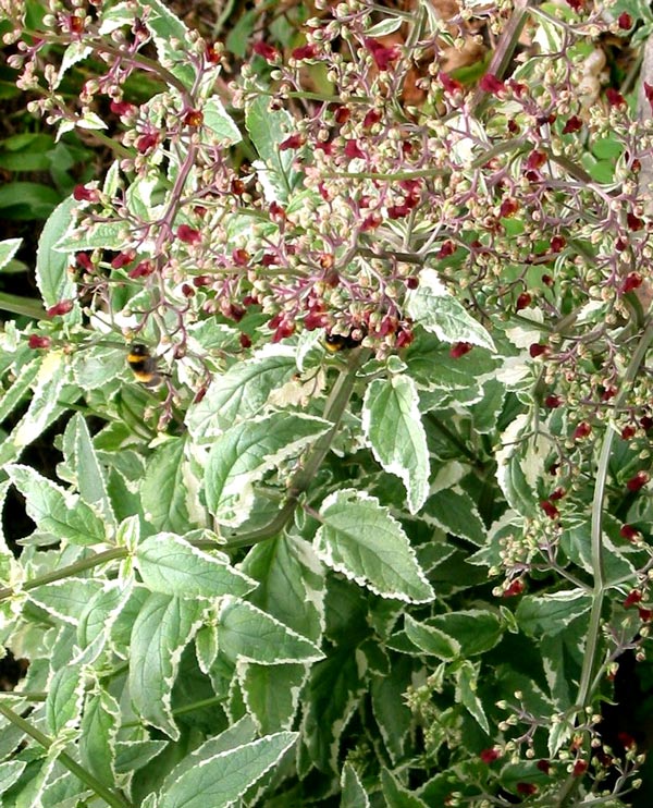 An interesting and easily grown perennial. An interesting and easily grown perennial.