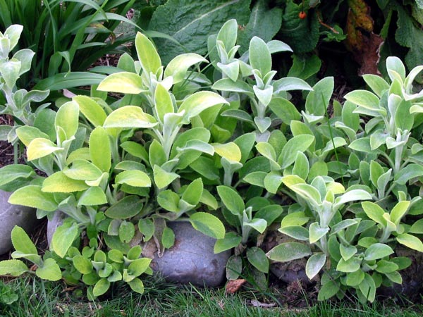 This is Stachys limelight. This is Stachys limelight.