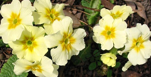 I grow patches of this colour in the house garden. I grow patches of this colour in the house garden.