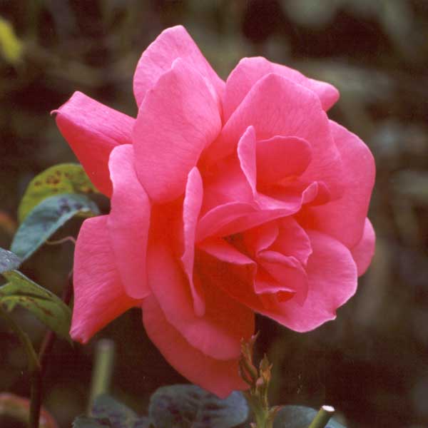 Unfortunately this rose gets black spotted. Unfortunately this rose gets black spotted.