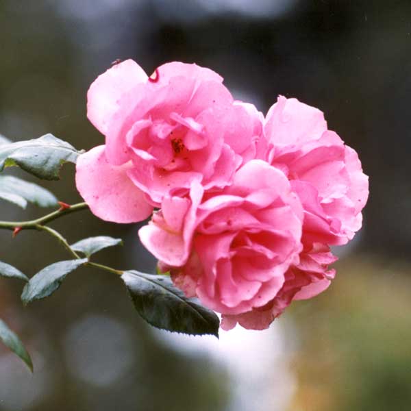 An early photograph of the rose Bantry Bay. An early photograph of the rose Bantry Bay.
