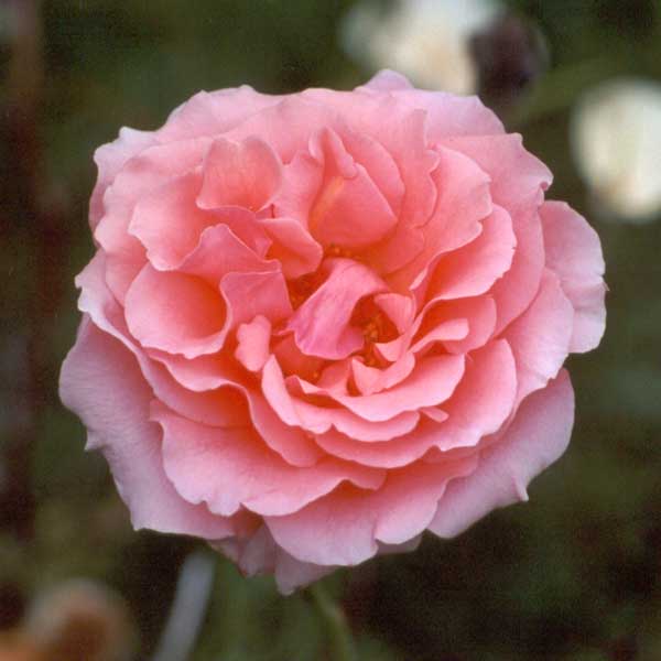 What is this rose's name? What is this rose's name?