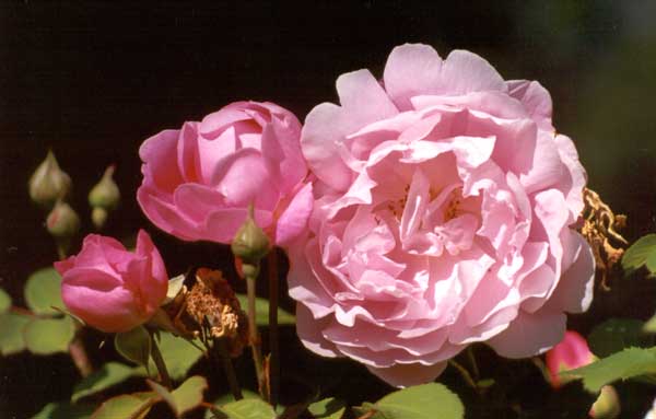 Actually I'm relieved that the rose named with my own name is a rose I like! Imagine if we didn't get on! Actually I'm relieved that the rose named with my own name is a rose I like! Imagine if we didn't get on!