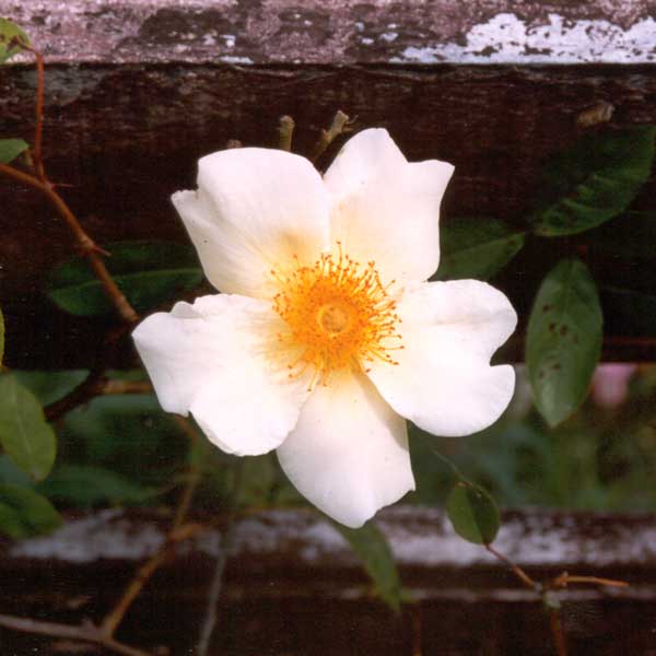 Hmm... Need leather gauntlets when I'm weeding underneath Mermaid. This rose is mean and tough! Hmm... Need leather gauntlets when I'm weeding underneath Mermaid. This rose is mean and tough!