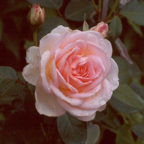 My Nancy Steen roses are darker in autumn. My Nancy Steen roses are darker in autumn.