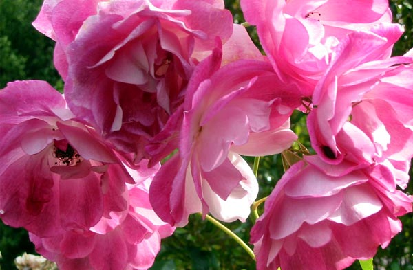 A good late bloomer. A good late bloomer.